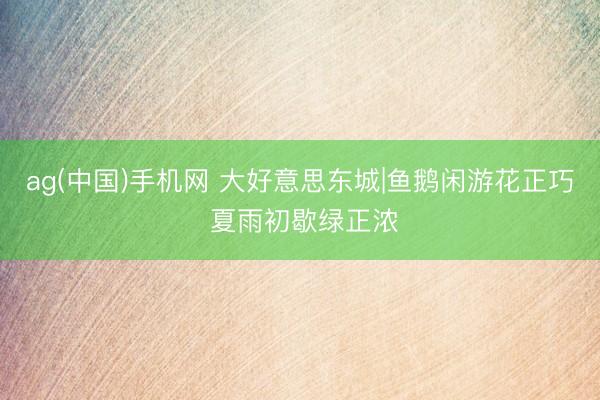 ag(中国)手机网 大好意思东城|鱼鹅闲游花正巧 夏雨初歇绿正浓